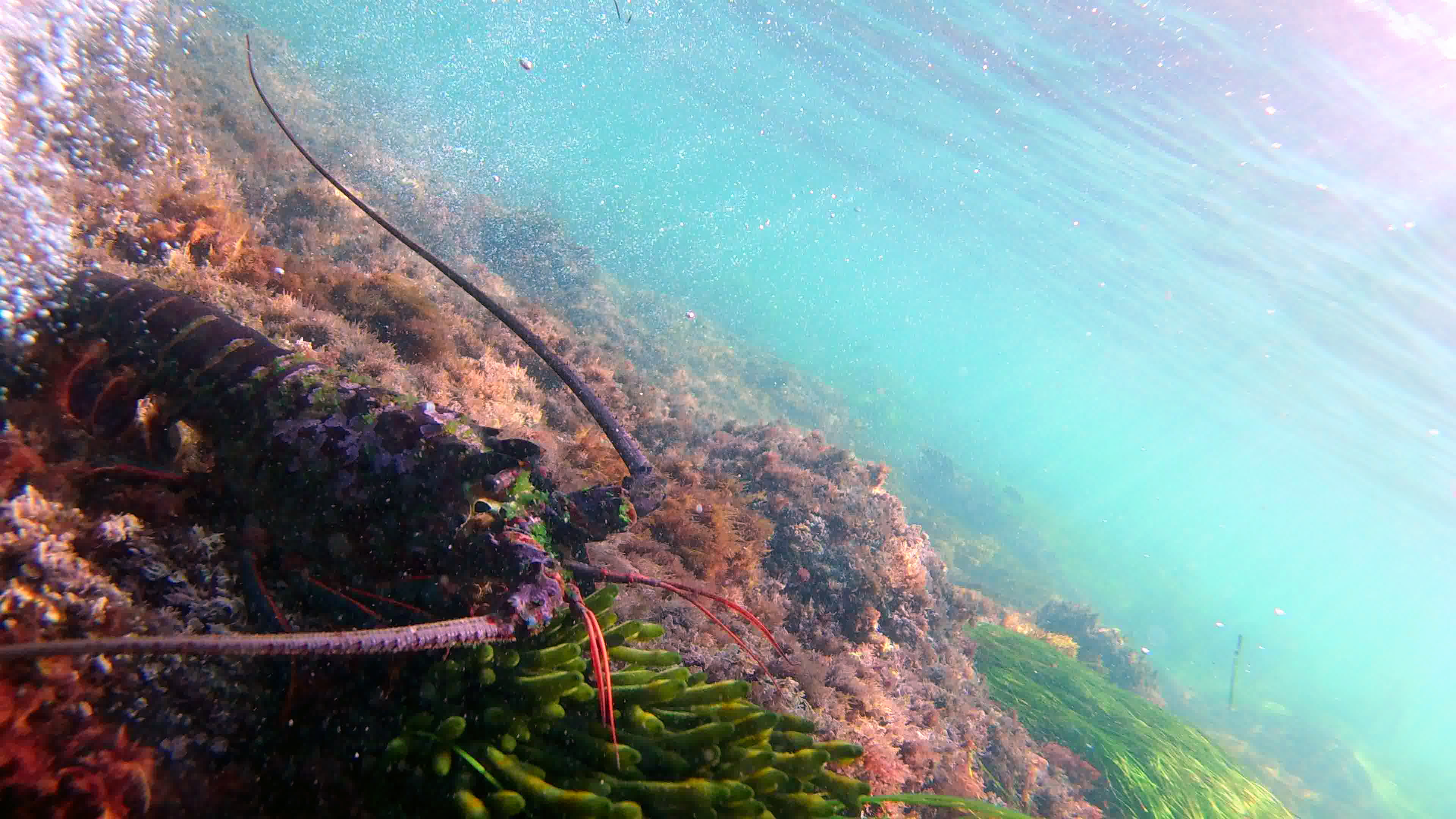 Lobster at La Jolla Cove